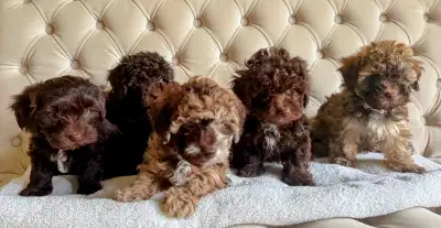 Gorgeous Hava-poo Puppies, View more