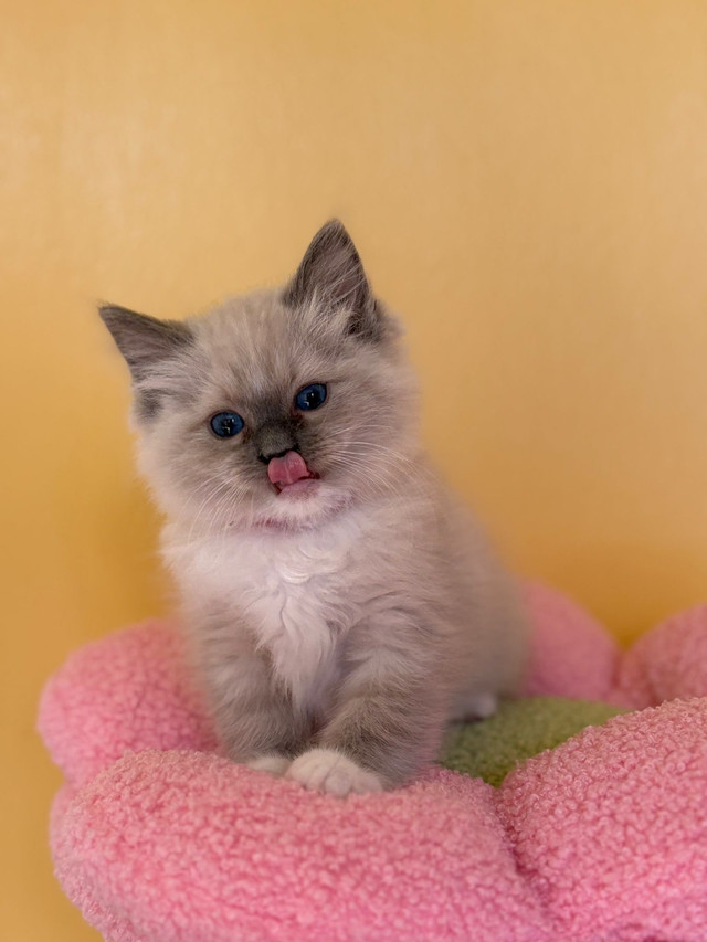 boy and girl  ragdoll  looking for new home in Cats & Kittens for Rehoming in Ottawa - Image 3