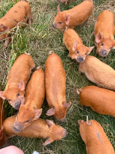 Kunekune piglets, View more