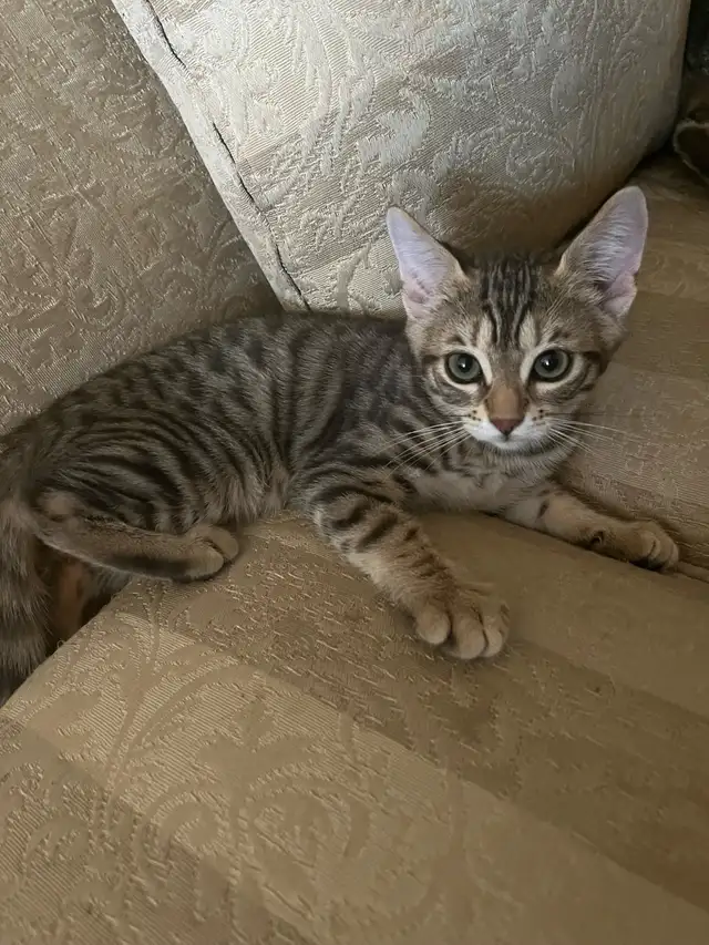 Bengal/Tabby kittens in Cats & Kittens for Rehoming in Mississauga / Peel Region - Image 7