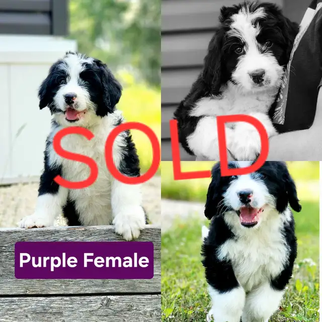 Bernedoodle Puppies in Dogs & Puppies for Rehoming in Thunder Bay - Image 5