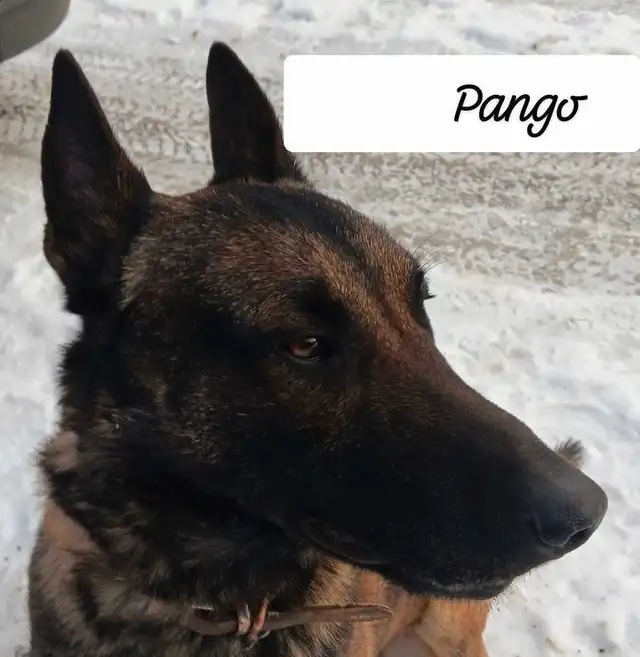 Beautiful Belgium Malinois  Dark Puppies  Magnifiques Malinois in Dogs & Puppies for Rehoming in Laval / North Shore - Image 2