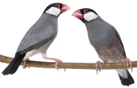 Looking for female Java sparrows