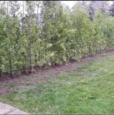Looking to enhance your yard with a natural touch? Consider our eastern white cedars, available in h...