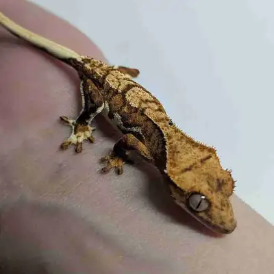Baby Crested Gecko, View more