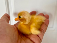 Tiny Pure White Call Duck Duckling