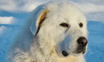 Great White Pyrenees, View more