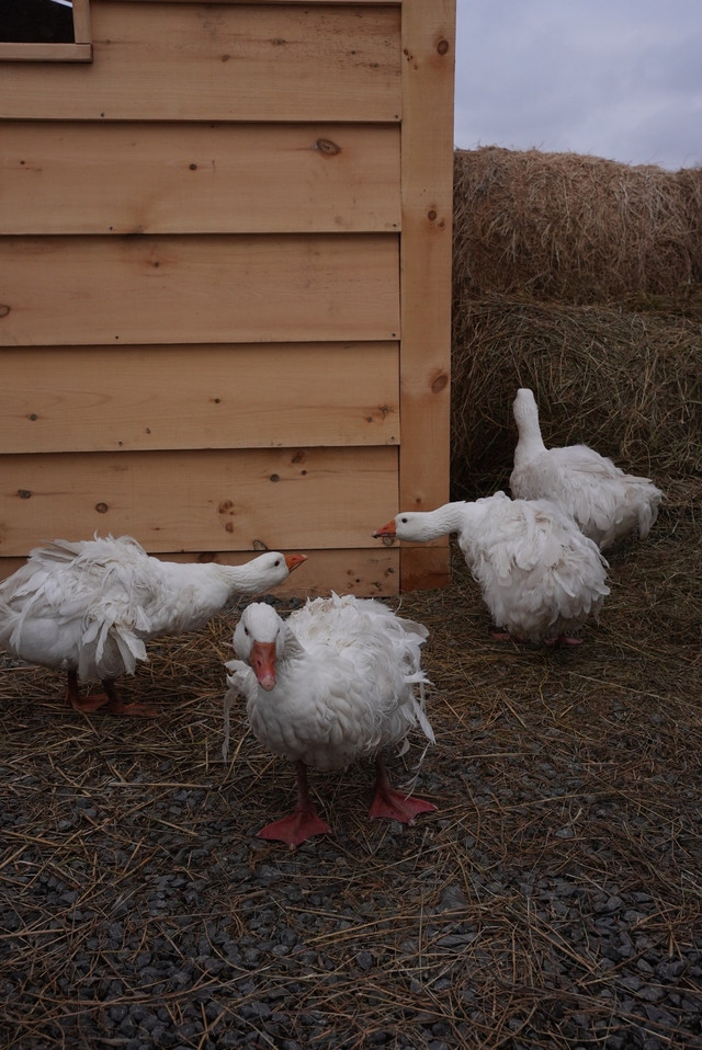 Sebastopol geese hatching eggs in Livestock in Trenton - Image 3
