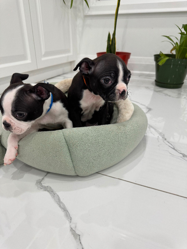 Boston Terrier puppies ready to go in Dogs & Puppies for Rehoming in City of Toronto - Image 2