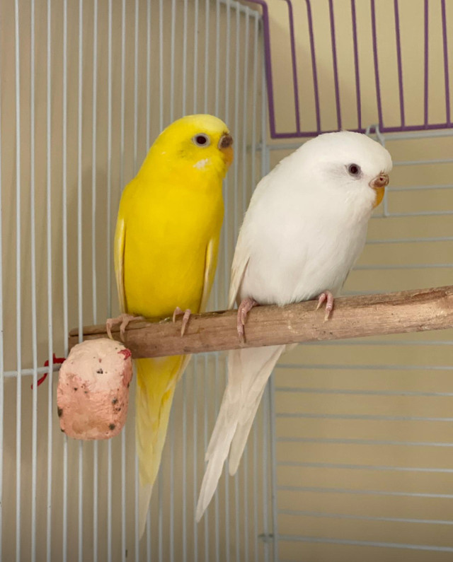 Pair ofParakeets for rehoming in Birds for Rehoming in Burnaby/New Westminster - Image 4