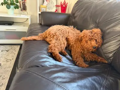Adorable Pure Toy Poodle Puppy – Ready for His Forever Home , View more