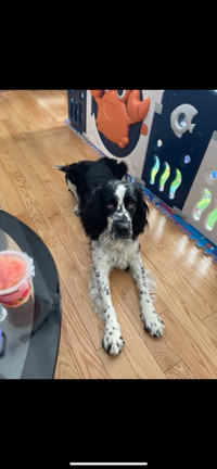 2 year old pure springer spaniel 