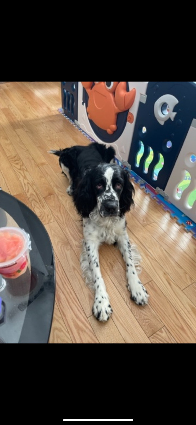 2 year old pure springer spaniel  in Dogs & Puppies for Rehoming in Bedford