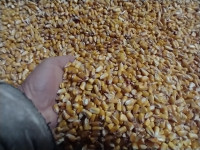 Cracked or whole corn feed for sale