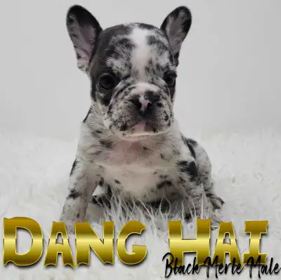 REG French Bulldogs - Health Tested, View more