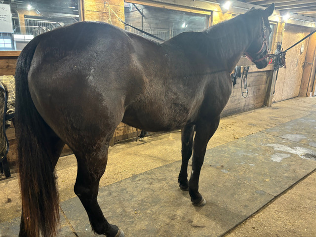 Lovely stocky 15.3 hand gelding    in Horses & Ponies for Rehoming in Truro - Image 2
