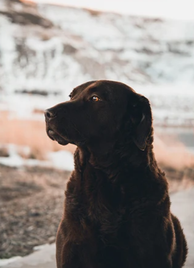Pet Portraits from your photos, View more