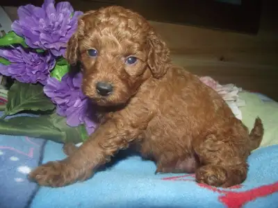 POODLES CKC REG'D MINI & TOYS, View more