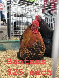 Roosters for sale 