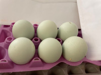 Pure cream legbar hatching eggs 