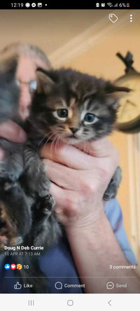 1 female kitten left to good home !