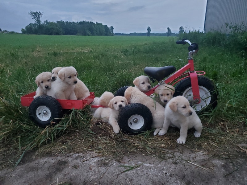 Lab cross puppies Dogs & Puppies for Rehoming Kitchener / Waterloo