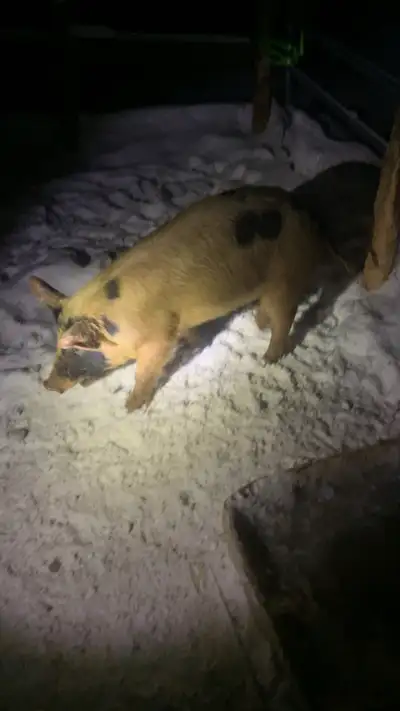 Berkshire x landrace pigs , View more