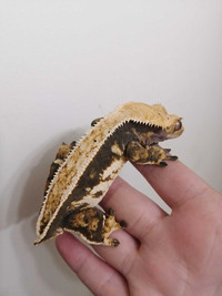 Female gecko