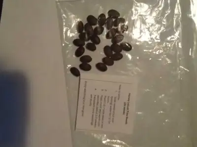 Whatch your tree grow