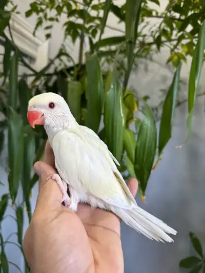 Indiana ringneck babies parrot (Cremino), View more