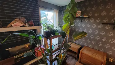 Hello, I have a 7 foot fiddle leaf that needs a new home. LOOKING TO SELL TODAY FCFS PRICE IS OBO
