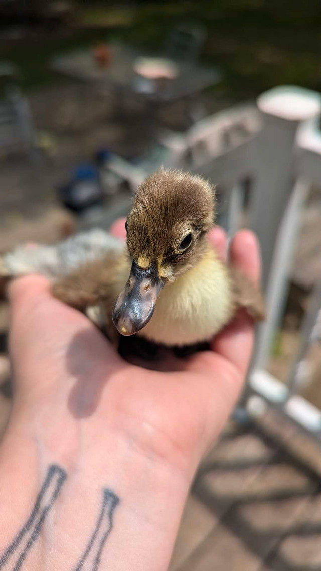 2 ducklings dans Animaux de ferme  à Sherbrooke - Image 2