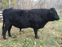 Dexter Bull For Sale 