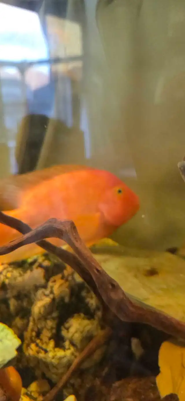 Red Devil x Parrot Hybrid Cichlid | Fish for Rehoming | Woodstock ...