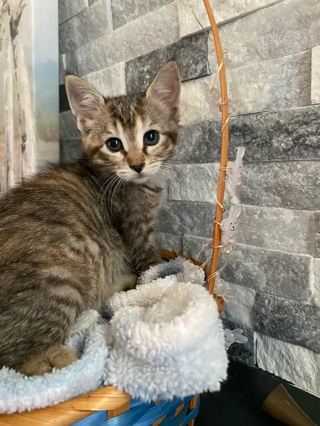 kittens for sale  in Cats & Kittens for Rehoming in St. Catharines - Image 3