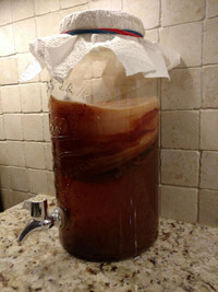 Kombucha SCOBY Culture Mushroom Mother