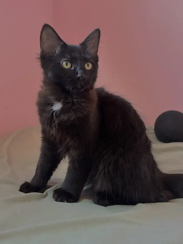 Maine Coon Cross (Polydactyl)
