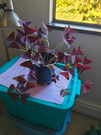 FS: Purple Shamrock Plant (Oxalis triangularis)