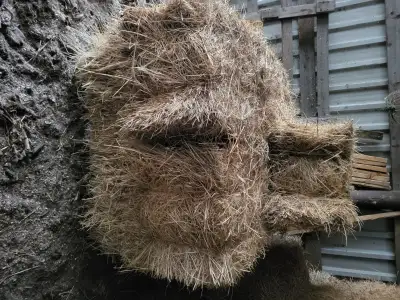Small square hay bales 50 or 60 $7 each., View more
