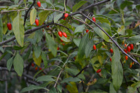 Gogi Berry – Wolf Berry plants