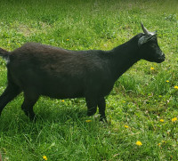 Fainting Goat/Pygmy Cross Goats