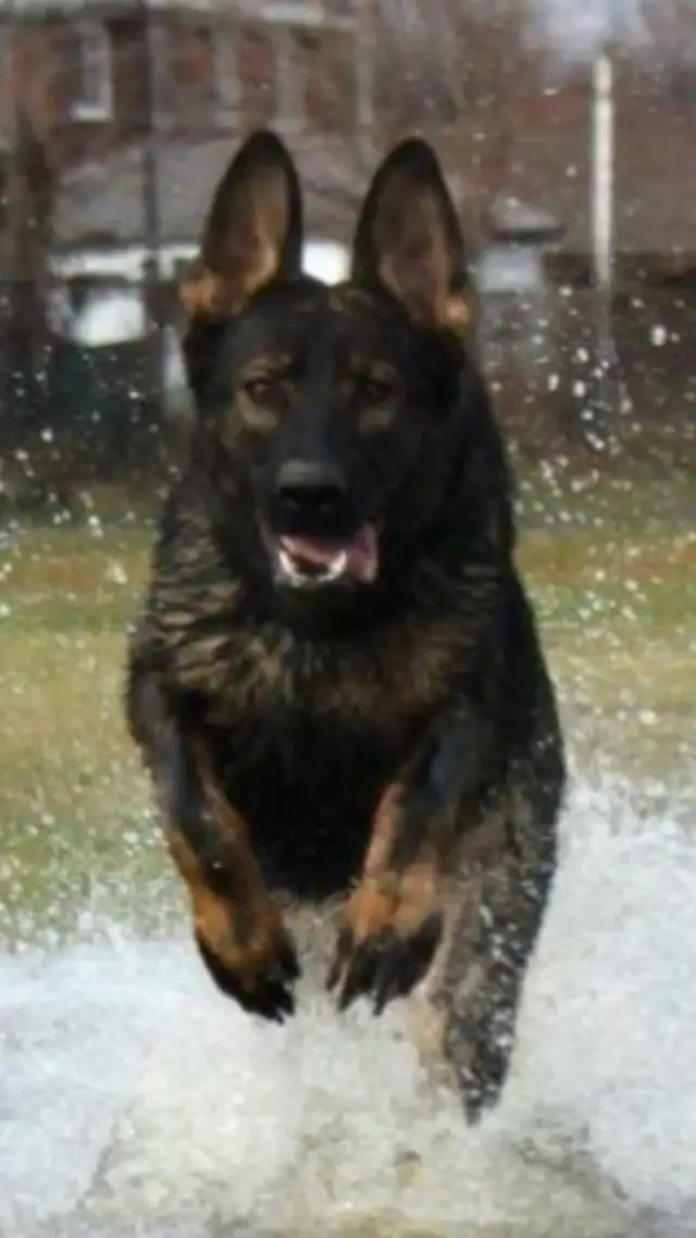 GERMAN  SHEPHERD ALL BLACK FEMALE PUPPY $1200 EUROPEAN  in Dogs & Puppies for Rehoming in Markham / York Region - Image 5