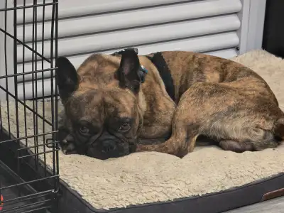 FRENCHTON, View more