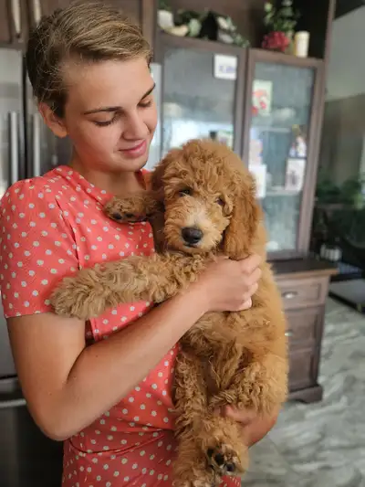Medium size F1b goldendoodle puppy still looking for his forever home! Great personality,loves being...