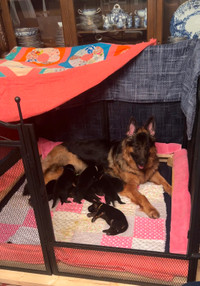 King Shepherd/German Shepherd Puppies