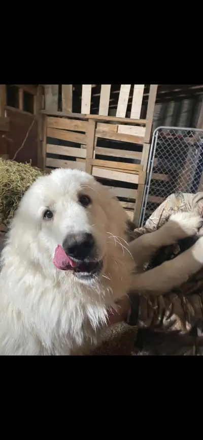 Male exlarge Great Pyrenees dog 3 years old looking to rehome