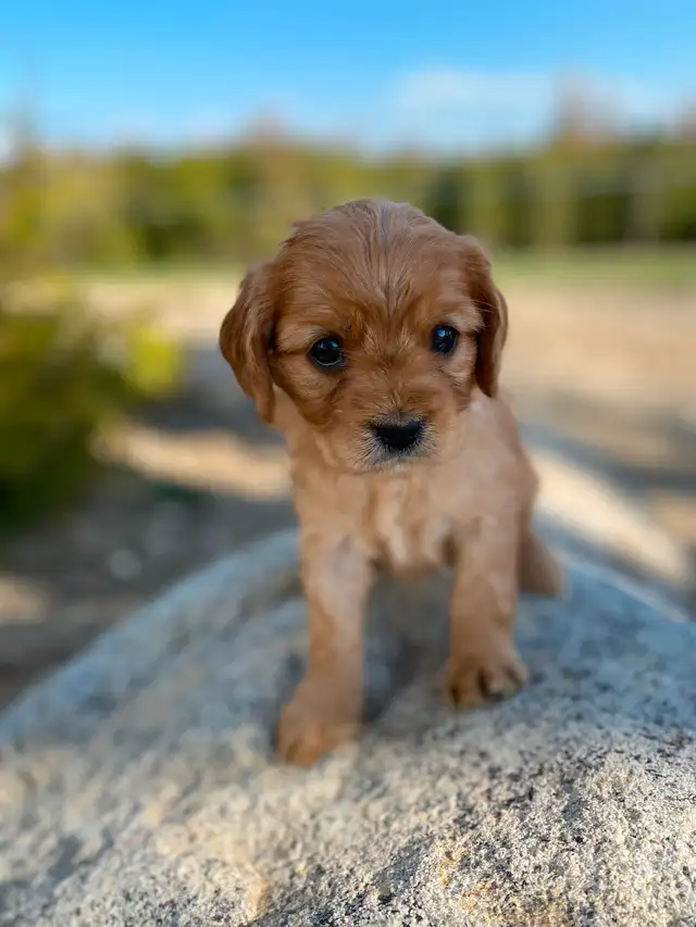 Male Cavapoo is the breed in Dogs & Puppies for Rehoming in Oakville / Halton Region - Image 7