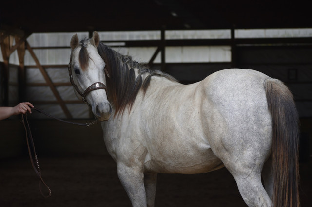 Race bred AQHA stallion at stud  in Horses & Ponies for Rehoming in Peterborough - Image 3