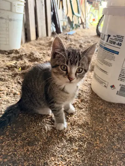 farm kittens, View more