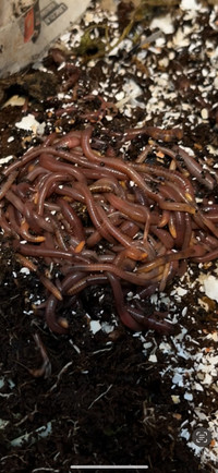 Vers Vermicompost red rigglers Worms